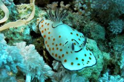 Ringel-Sternschnecke (Chromodoris annulata)